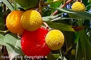 Corbezzoli, fiori e frutti
