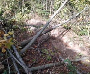 Taglio boschivo al parco dell'Arcionello