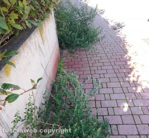 Viterbo - Erbacce a Santa Barbara