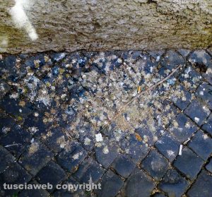 Viterbo - Guano in via del Giglio