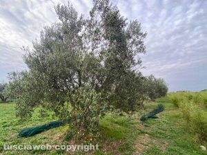 Raccolta delle olive