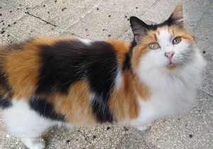 La gattina Briciola