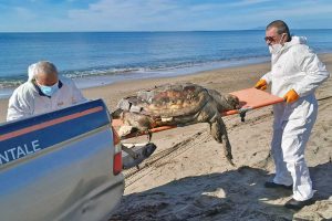 Tarquinia - La tartaruga marina spiaggiata alle Saline
