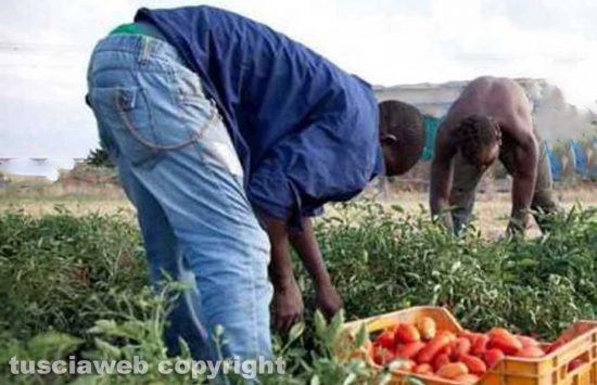 Braccianti agricoli - Immagine di repertorio