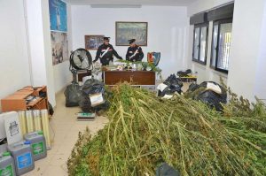 Poggio Mirteto - Le piante di marijuana sequestrate