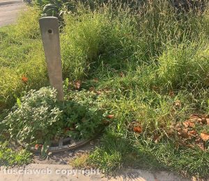 Viterbo - Degrado ed erba alta in centro