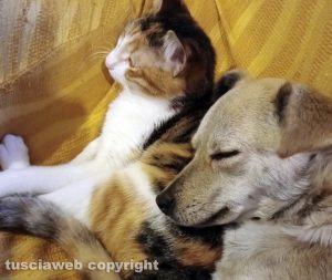 Viterbo - La cagnolina Rosa e la gatta Duchessa dormono insieme