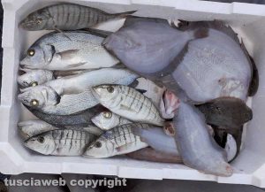 Pesce appena pescato