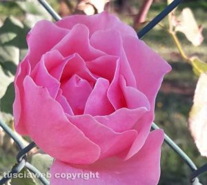 Rose d'autunno