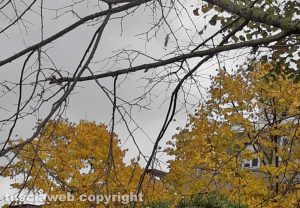 Autunno
