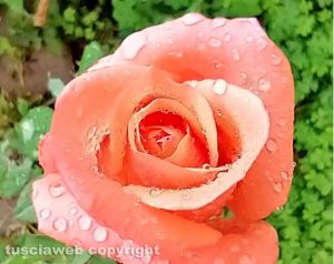 Rosa