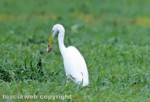 Un airone bianco maggiore con una preda