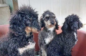 I barboncini salvati