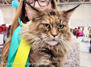 Roma - Uno dei gatti che ha partecipato al SuperCat Show 2022