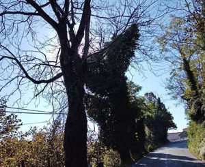 Sp Caprolatta