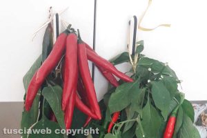 I peperoni di nonna Maria