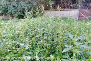 Viterbo - Lo stato di abbandono del parco giochi alla Grotticella