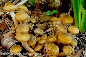 Funghi chiodini