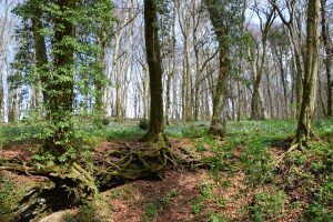 Il giardino nel Bosco