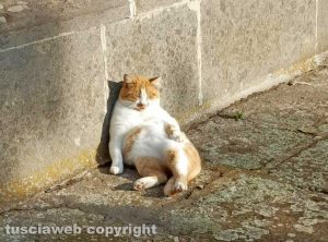 Gatto al sole