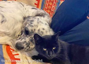 Un gatto e un cane - Amici a 4 zampe