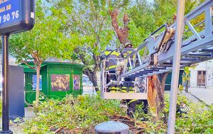 Gli alberi caduti per il maltempo a Civitavecchia