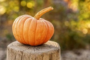 Una zucca