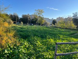 Montalto di Castro - Erbacce nel giardino Pump Truck