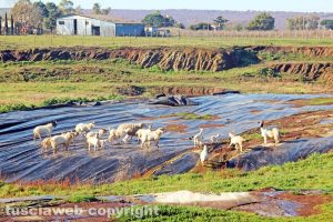 Vetralla - La discarica del Cinelli - Pecore e capre al pascolo
