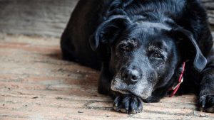 Un cane anziano