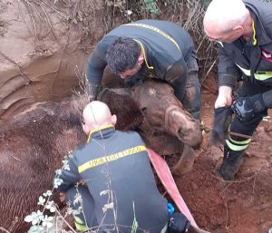 Santa Marinella - Il cavallo salvato