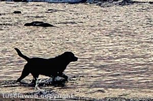 Un cane in mare al tramonto