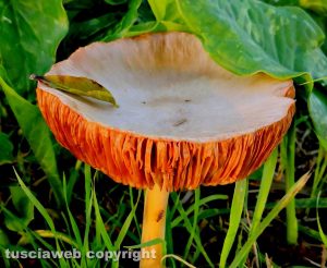 Funghi lungo la pista ciclabile Grosseto Marina