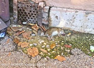 Civita Castellana - Topo morto vicino agli uffici comunali