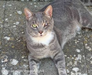 Il gatto smarrito Romeo