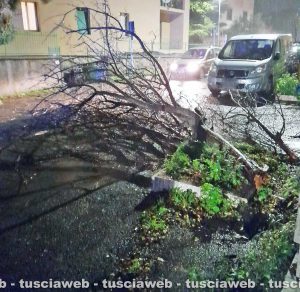 Viterbo - Albero caduto in via Bainsizza