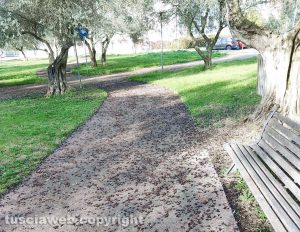 Viterbo - Le olive ricoprono le strade le parco di Santa Barbara