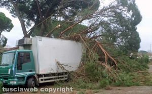 Acquapendente - Albero crolla su un camion