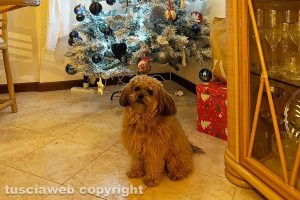 Teddy sotto l'albero di Natale