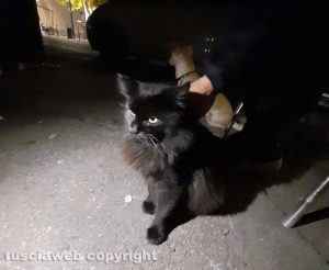 Vasanello - Il gatto Nerino