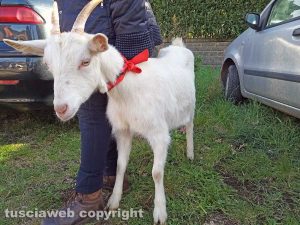 Montefiascone - I festeggiamenti per Sant’Antonio Abate