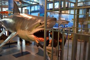 Viterbo - La mostra "Squali Predatori Perfetti" - Uno squalo