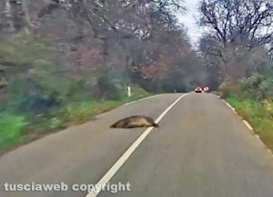 Ronciglione - Cinghiale morto su strada Valle di Vico