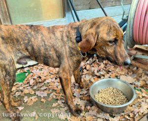 Bagnaia - Trovato cane da caccia