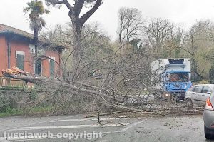 Sutri - L'albero crollato sulla Cassia