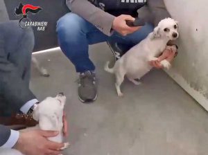 Carabinieri Nas - Controlli in canili e gattili