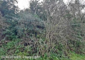 Farnese - Le condizioni dei cavi della rete elettrica