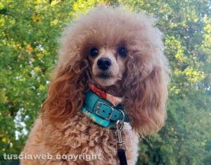 La barboncina Penelope