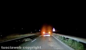 Cinghiali morti sulla Cassia bis