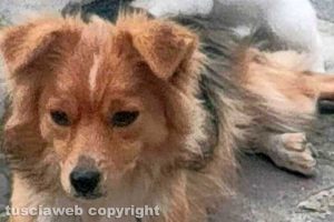 Viterbo - La cagnolino scomparsa